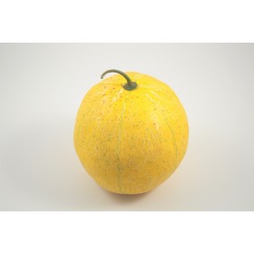 Cantaloupe Yellow 5"